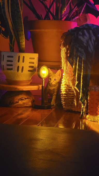 Happy New Year! 🎉  New Year, new addition to the family&hellip; meet &ldquo;Kiddo&rdquo; the new pitbull kitten!🐱@KissaSins