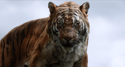 ryanpendzik2's tweet image. who wins and why 2016 shere khan vs mufasa 2019
