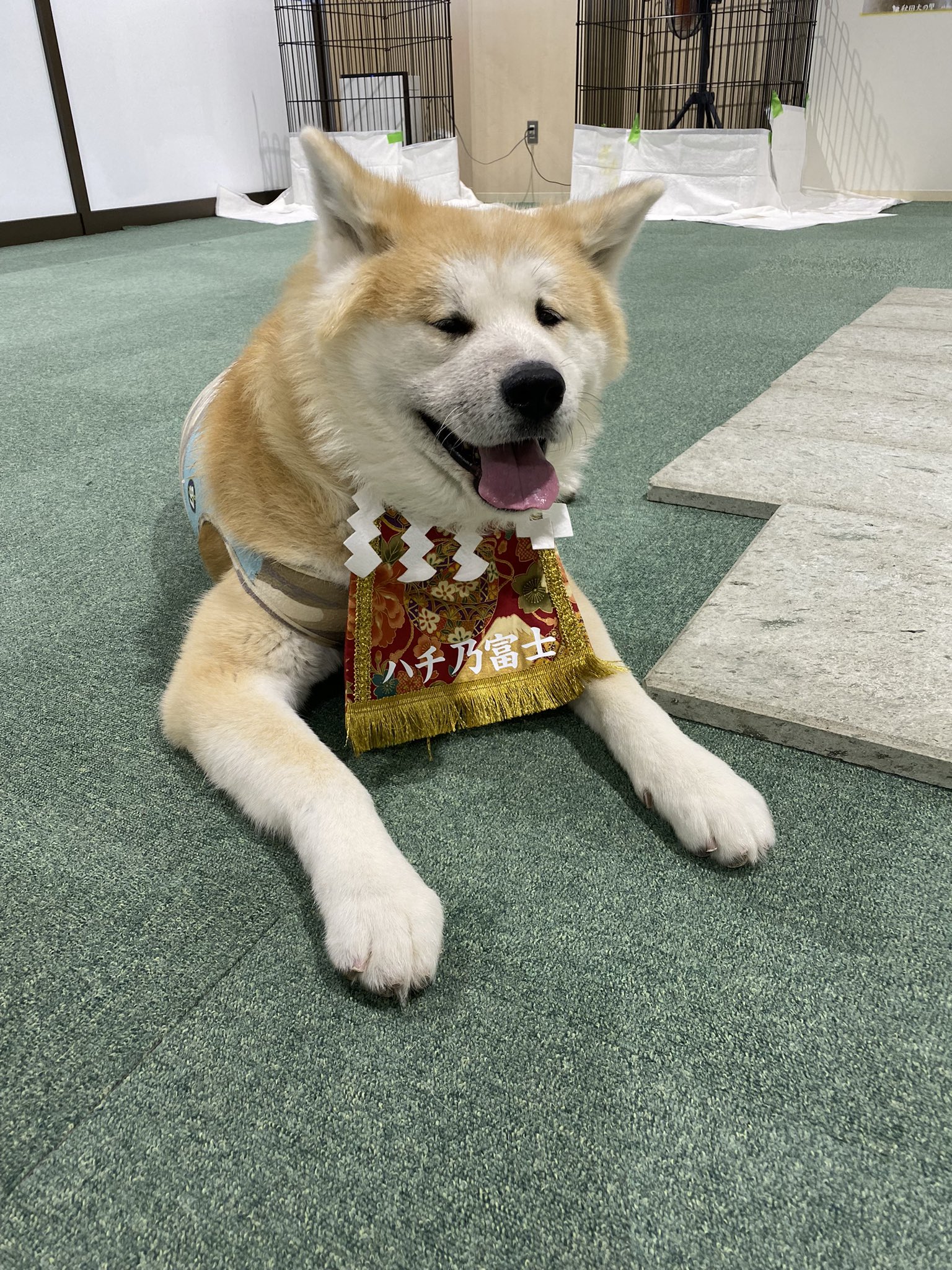 Twitter এ 秋田犬の里 公式 本日1月2日 日 午後の部 13 15 16 45 は 赤毛の男の子 ハチくん 7歳 と 茶々丸 ちゃちゃまる くん 7ヶ月 がお出迎え中です 化粧まわしがとてもお似合い Come Say Hello Hachi 7y O Amp Chachamaru 7m O Friendly