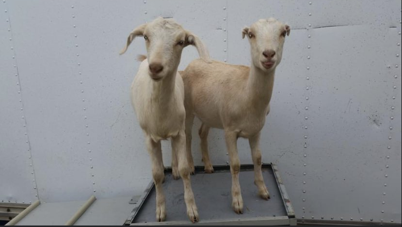 Jasamsdestiny's tweet photo. These 2 are the missing duo.   They're also sisters.   

#lostpets #LostPetsBoulderCounty #Superior #superiorfire #boulderfire #MarshallFire #BoulderFires #BoulderColorado #Louisville #Louisvillefire #SuperiorCO https://t.co/SuIELTzakd