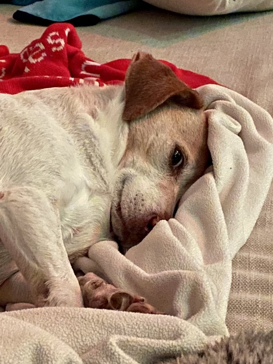 Welp, my dog ended the first day of the year by making my crippled butt fall. 

So, everything that usually hurts still hurts, but worse.

At least he looks apologetic.