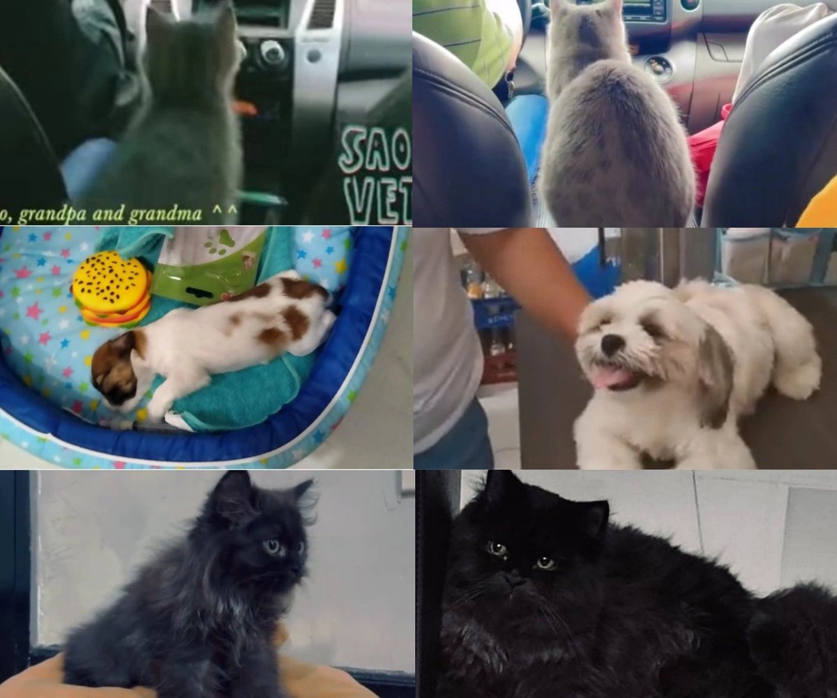 mhyne (@urlovekeun) on Twitter photo ANG LAKI NA NG PETS NG SB19???? 😭
SB19 WMA MASS VOTING
<a href="/SB19Official/">SB19 Official</a> #SB19
#Bazinga_SB19 is our hype song! ANG LAKI NA NG PETS NG SB19???? 😭
SB19 WMA MASS VOTING
<a href="/SB19Official/">SB19 Official</a> #SB19
#Bazinga_SB19 is our hype song!
