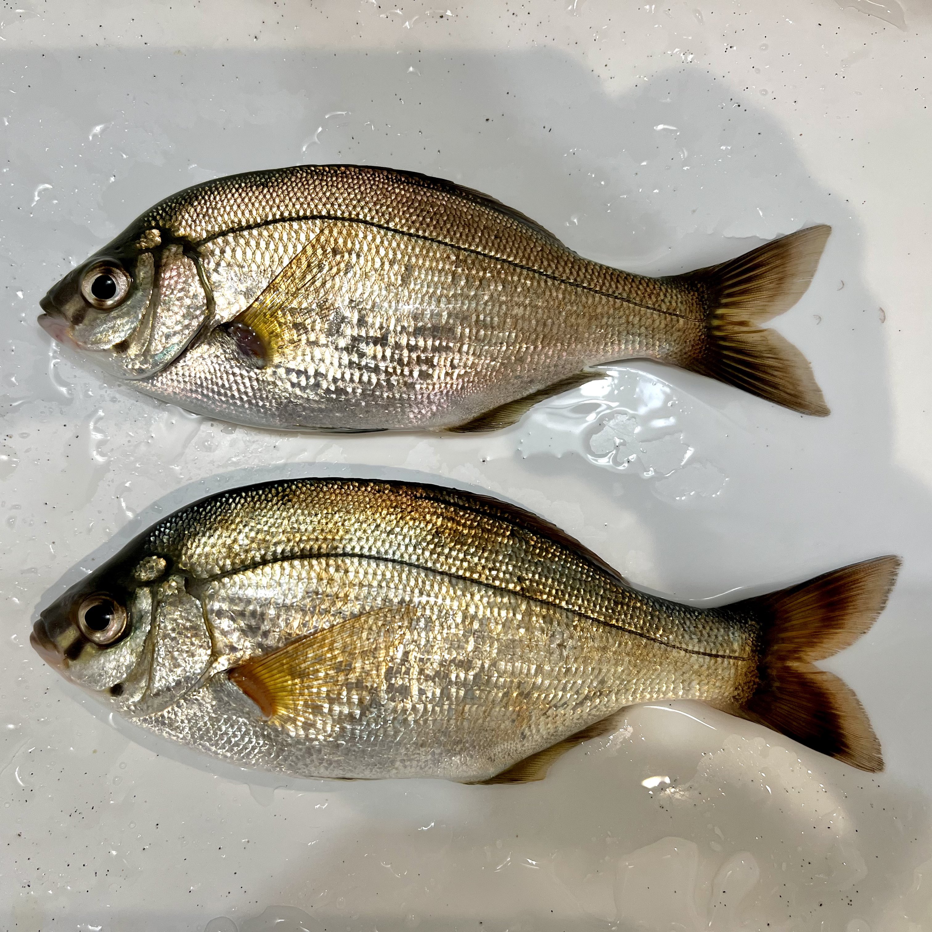 ひろとぴあ 初釣り 釣果は ウミタナゴ 二匹 つり 釣り好きな人と繋がりたい 釣って見つけるぼうけんの国 釣りガール 釣りおやじ T Co 6xbc8ro0mo Twitter