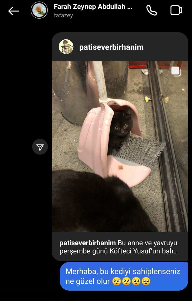 animushado's tweet photo. Her gün böyle mesaj atsam görür mu acaba her şey faraş zeynep abdullah kedi için 🥲 https://t.co/eUCov2g6n9