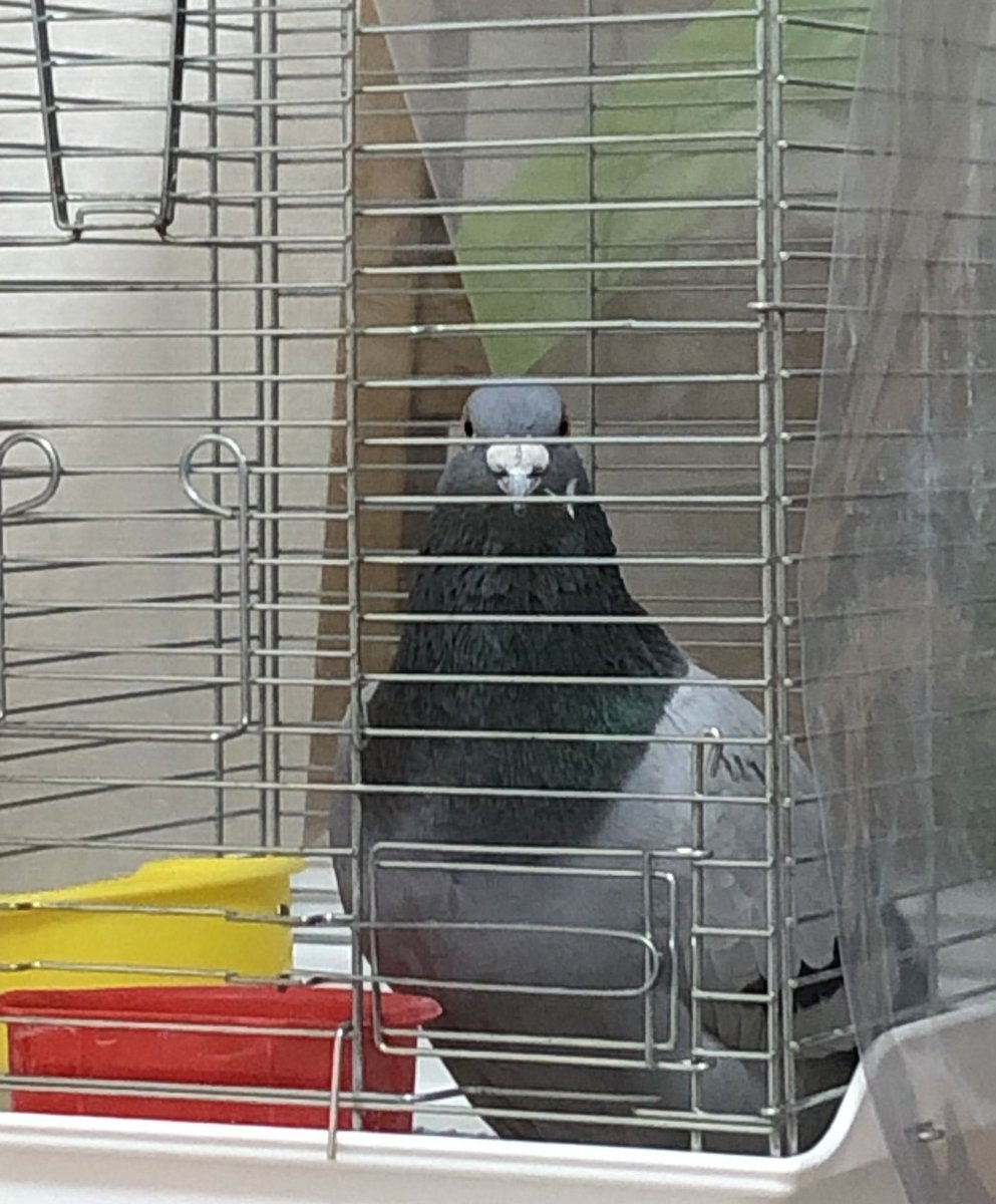 birshes's tweet photo. そうです　わたしがおいしいシードだけより好みして食べる賢いハトです https://t.co/vK9ZhAH0F3