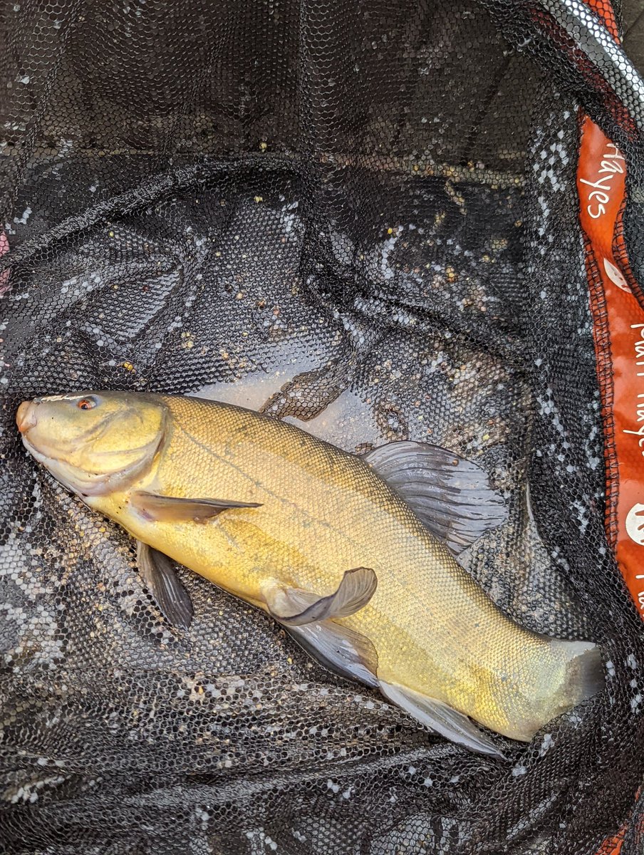 Titch_World's tweet photo. Good day out yesterday
4 tench 1 crewy 1 skimmer 3 perch and a boat load of roach 🎣
#herefishfishfishy #fishing https://t.co/9F970eV1Hm