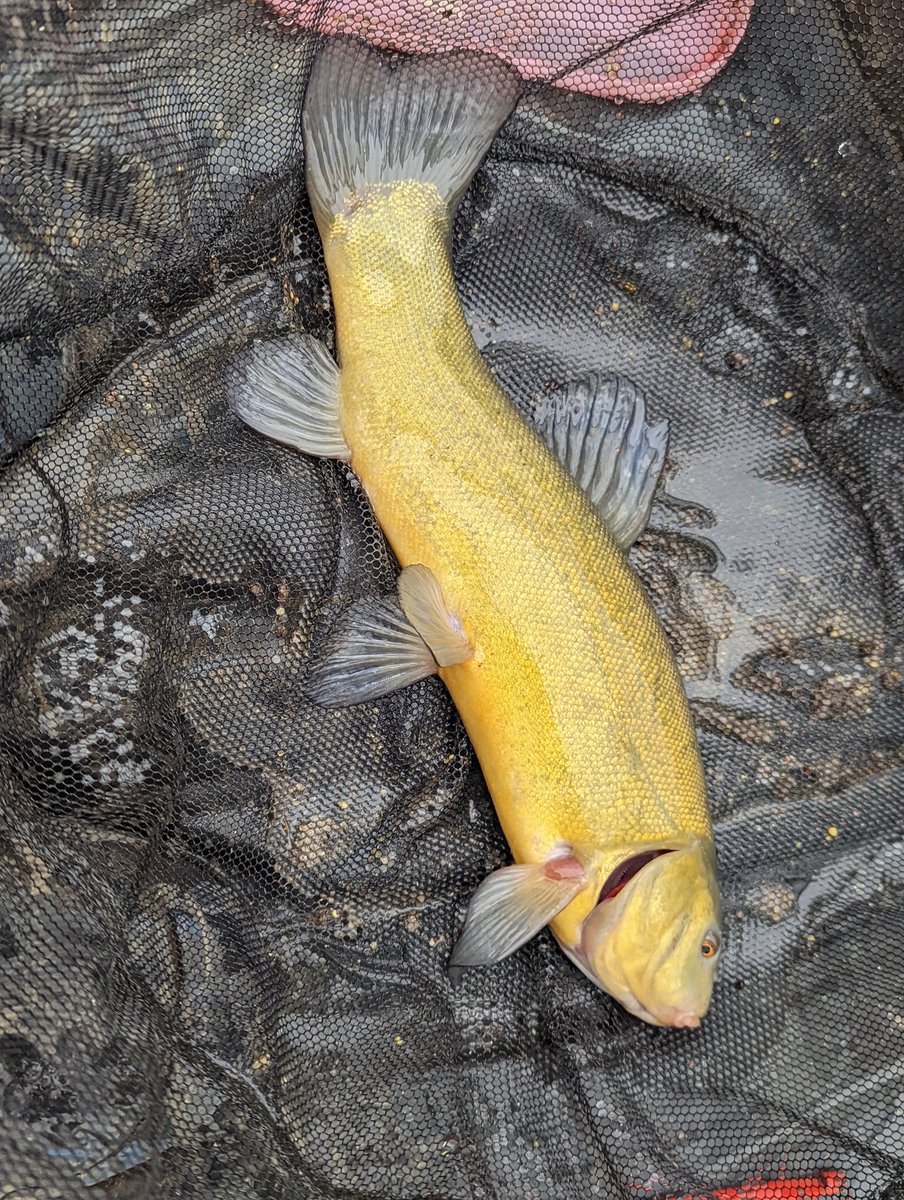 Titch_World's tweet photo. Good day out yesterday
4 tench 1 crewy 1 skimmer 3 perch and a boat load of roach 🎣
#herefishfishfishy #fishing https://t.co/9F970eV1Hm