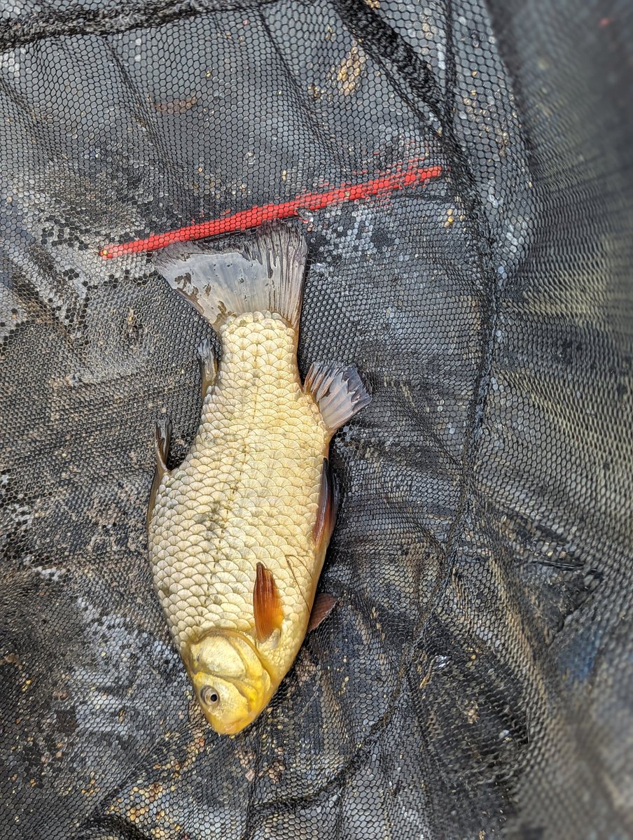 Titch_World's tweet photo. Good day out yesterday
4 tench 1 crewy 1 skimmer 3 perch and a boat load of roach 🎣
#herefishfishfishy #fishing https://t.co/9F970eV1Hm