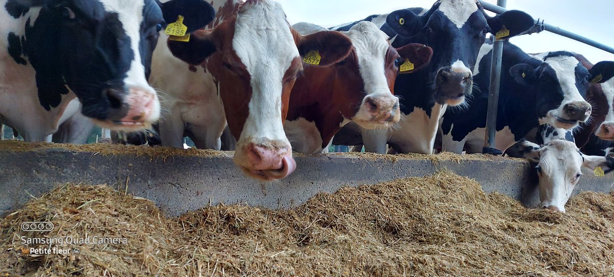 Flordaines's tweet image. #HoyTeCuentoQue cuando sucedió esa situación grave que me motivó a salir de la Megalechería donde estuve 4 años trabajando dando lo máximo y mejor de mí, salí tan devastada que pensé no volver más a trabajar en un campo en este país, por temor a volver a vivir escenarios