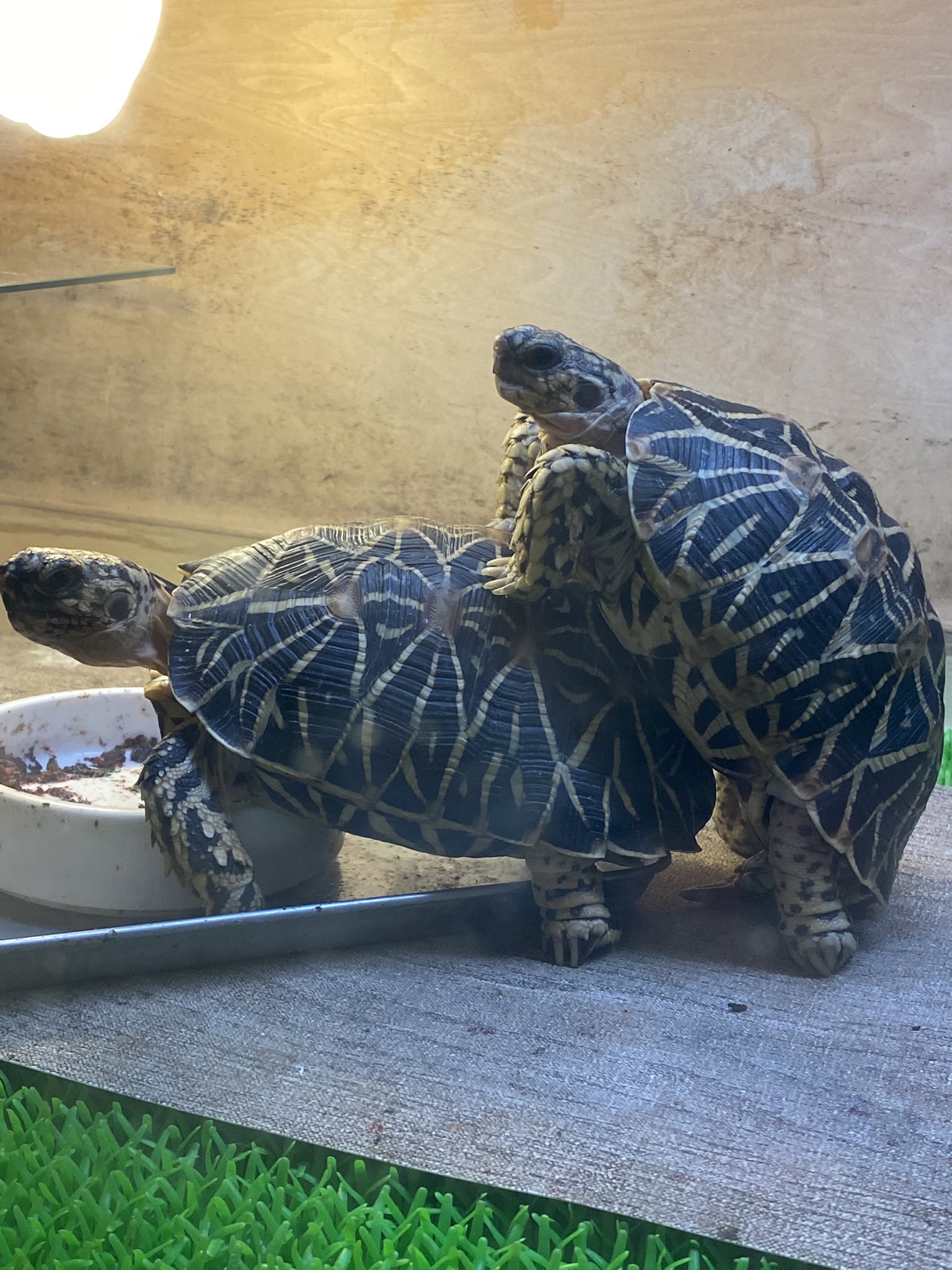 ホシガメに願いを Auygdzqp5gvwo9o Twitter