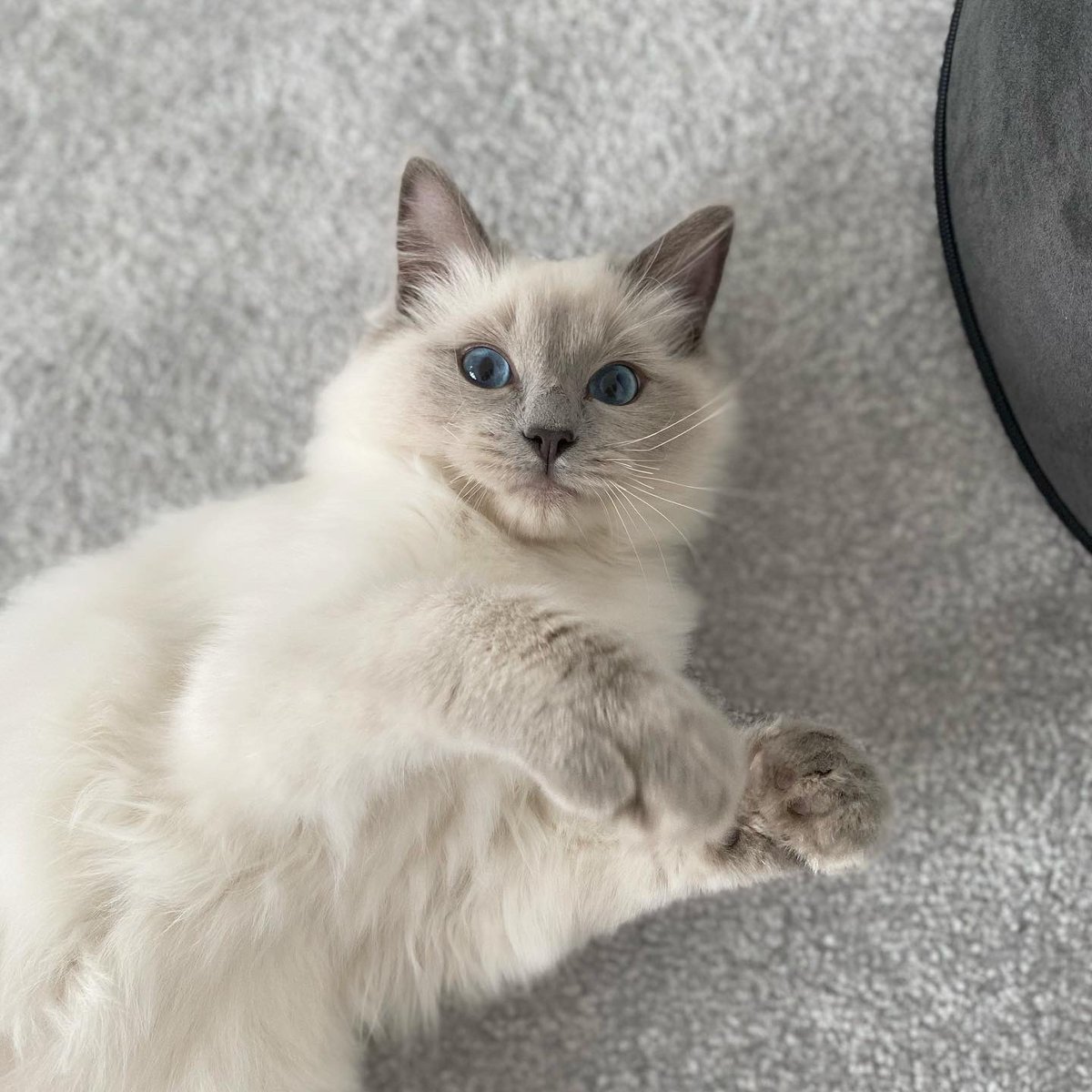 PolishedCouture's tweet photo. 2021 was challenging to say the least but I’m a big believer in persistence &amp; that everything comes in threes. 2021 was the year we got our first home🏡, I left a toxic job &amp; started my dream job in the beauty industry👩🏼‍💻 &amp; became a cat mum😻 Can’t wait to see what 2022 brings💙 https://t.co/EHTTtJ4HJK