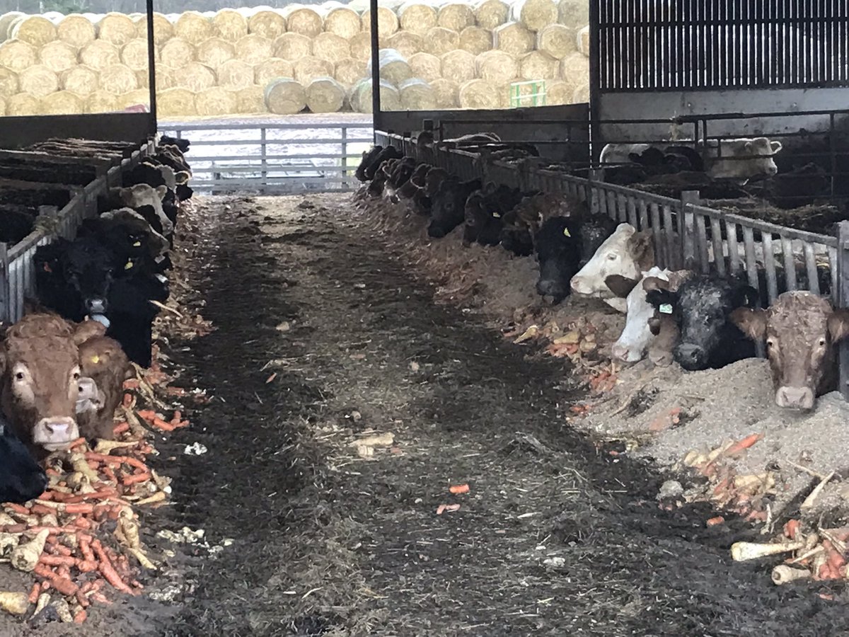 They’re doing veganuary so you don’t have to ! #scotchbeef