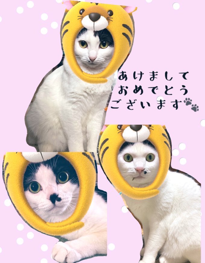 hakupoo0203's tweet photo. 《ウチのにゃこ🐈🐾》

あけましておめでとうございます✨
こちらはほぼ更新していませんでした🙇‍♀️💦3匹は元気です❣️去年はポコが@mZHtgivNQr33RCL さんの｢OH！ざわつくおにぎり｣の表紙になり嬉しいデビューとなりました👏
@pan_hidamari ぱんの店ひだまり
↑こちらで3匹に会えます♪

#ハチワレ #猫 https://t.co/QEHPvXmX5X