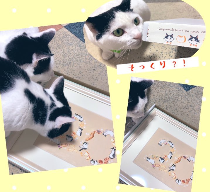 hakupoo0203's tweet photo. 《ウチのにゃこ🐈🐾》

あけましておめでとうございます✨
こちらはほぼ更新していませんでした🙇‍♀️💦3匹は元気です❣️去年はポコが@mZHtgivNQr33RCL さんの｢OH！ざわつくおにぎり｣の表紙になり嬉しいデビューとなりました👏
@pan_hidamari ぱんの店ひだまり
↑こちらで3匹に会えます♪

#ハチワレ #猫 https://t.co/QEHPvXmX5X