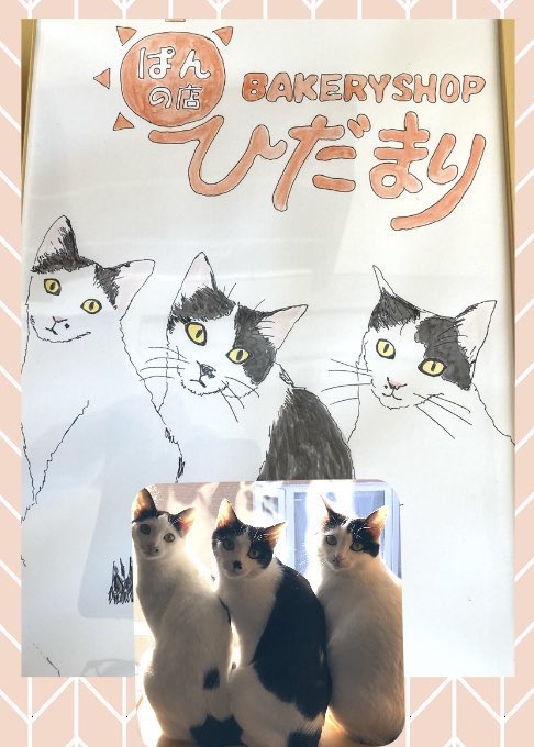 hakupoo0203's tweet photo. 《ウチのにゃこ🐈🐾》

あけましておめでとうございます✨
こちらはほぼ更新していませんでした🙇‍♀️💦3匹は元気です❣️去年はポコが@mZHtgivNQr33RCL さんの｢OH！ざわつくおにぎり｣の表紙になり嬉しいデビューとなりました👏
@pan_hidamari ぱんの店ひだまり
↑こちらで3匹に会えます♪

#ハチワレ #猫 https://t.co/QEHPvXmX5X