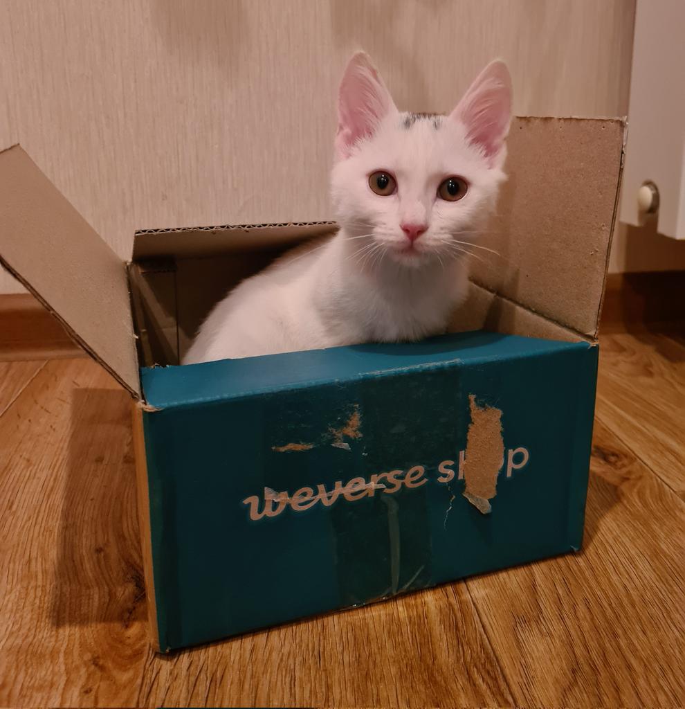 Ossanchik's tweet photo. Коробки наше все...
Пакеты наше все... https://t.co/0Zgjosudvt