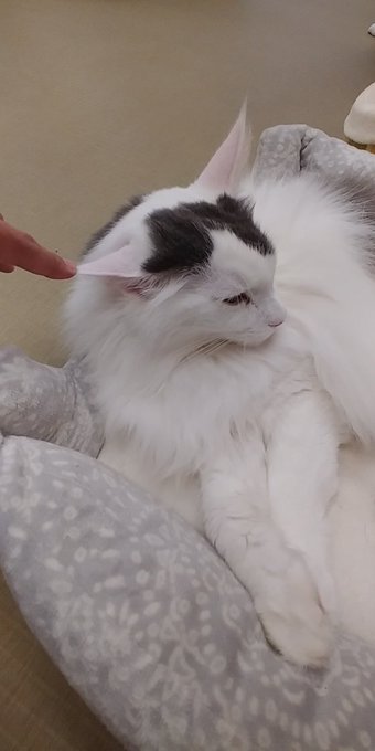 サンキューネッコ🐱 