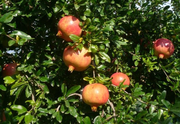 panfleto_elche's tweet photo. Nuestro apoyo a #LaTomadeGranada , en concreto a la variedad Mollar con denominación de origen protegida de Elche. Deliciosa, cardiosaludable y antioxidante. https://t.co/6BwKv55rzG