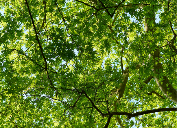 TreesforCities's tweet photo. As we get ready to pick up our shovels and get back to tree planting in 2022, we'd like to ask you to make this one New Year's resolution: to plant, protect and spend more time with trees! 💚

Here's 5 excellent reasons why you should: https://t.co/bT8Gtr5oja

#GenerationTree https://t.co/QXxo309gpe