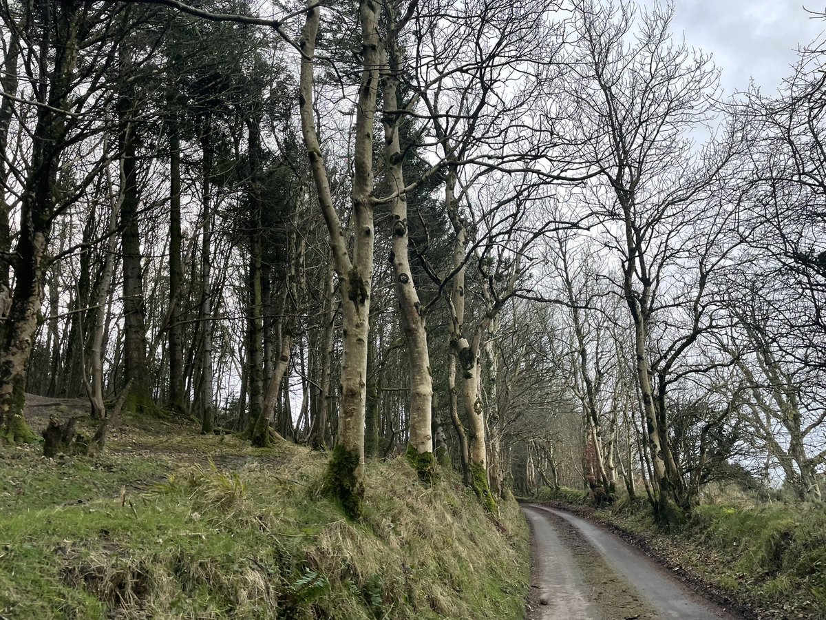 mringster's tweet photo. Early day 2/100 walk, Sliabh Thuaithaill was nice &amp; quiet. #100daysofwalking #100crew #walklocal https://t.co/i4S05dC5z7