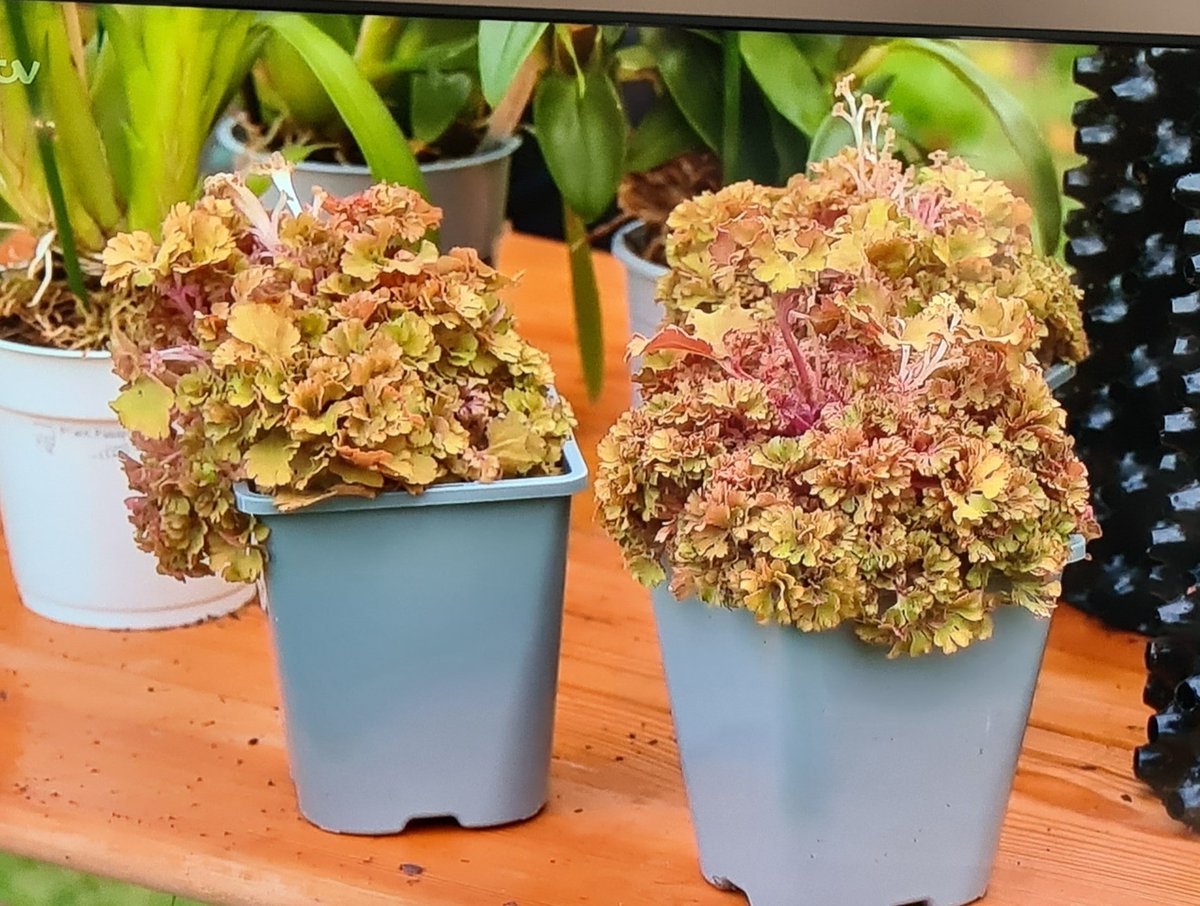 plantagogo's tweet photo. Did you catch our plants Heuchera 'Frilly'on #loveyourweekend just now?
It was included in plants to collect on the program
They looked great don't you think ?
Alan and Camilla are such a great combo π
I love this program
#UKbred
#UKGrown
#Heucherafrilly
#RhsMasterGrower https://t.co/G9sZFVGh1o