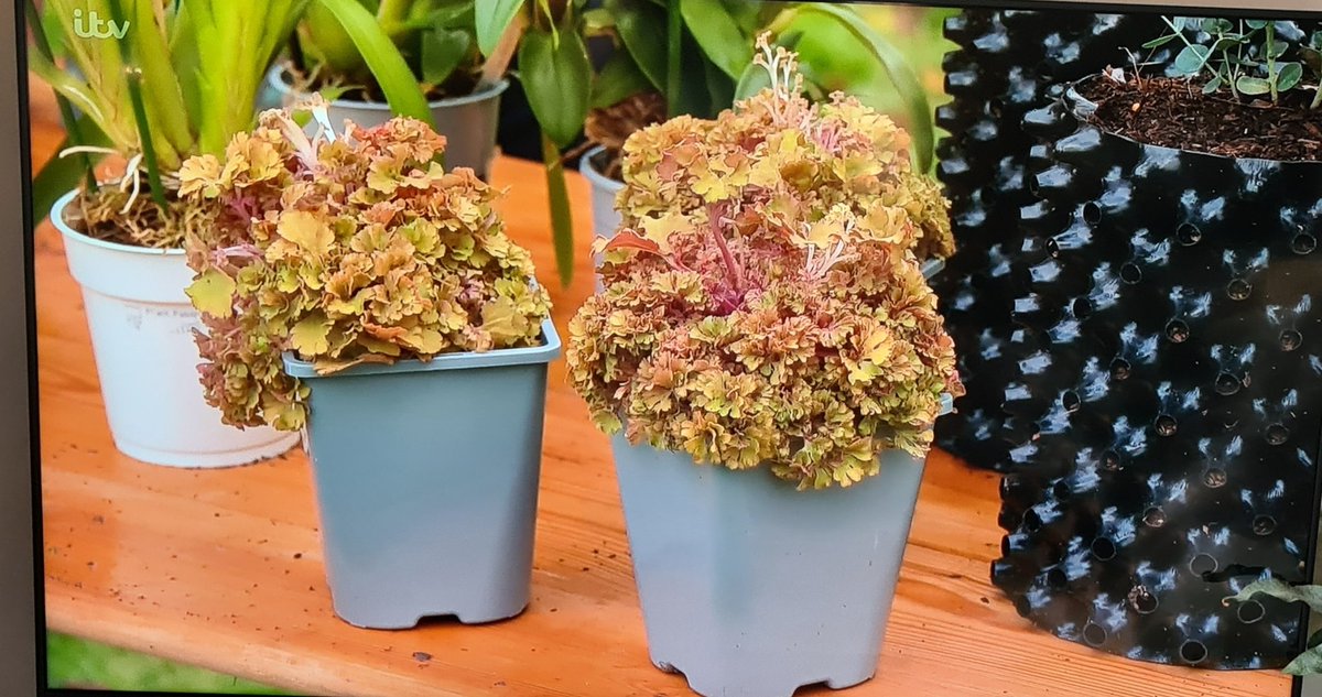 plantagogo's tweet photo. Did you catch our plants Heuchera 'Frilly'on #loveyourweekend just now?
It was included in plants to collect on the program
They looked great don't you think ?
Alan and Camilla are such a great combo π
I love this program
#UKbred
#UKGrown
#Heucherafrilly
#RhsMasterGrower https://t.co/G9sZFVGh1o