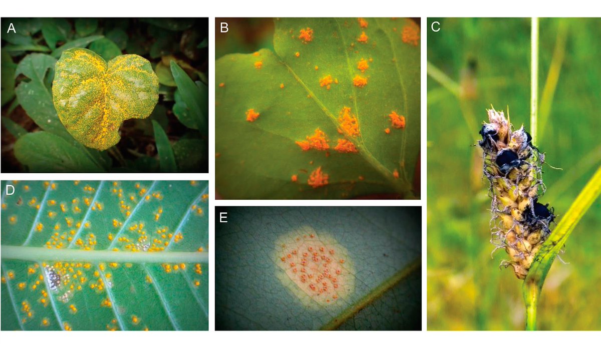 PestinfoW's tweet photo. Many #PlantPathogenic fungi have new names due to the "one fungus, one name" rule and taxonomic research - practical guide in @PhytopathologyJ by @FungusCrous and others at @_Westerdijk_ , @osubpp and other institutes - https://t.co/AyPnT6q2uy https://t.co/0vm1egDEkn