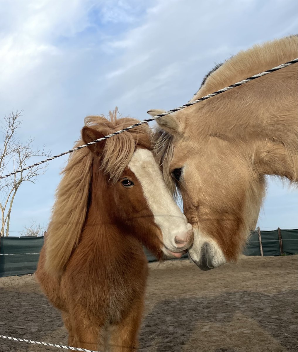 lourenza's tweet photo. 🥰🥰 Hidde en veulen Petra 🥰🥰🥰 #fjord #ijslander #fjordhorse #love https://t.co/4xlXyM7CCX