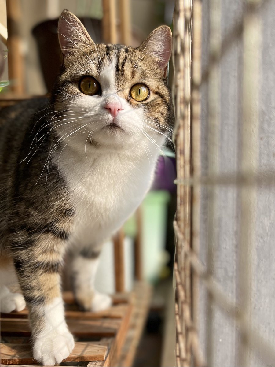 I finally found the first ray of sunshine for the New Year☀️

#CatsOfTwitter 
#cats 
#MaskedSinger s