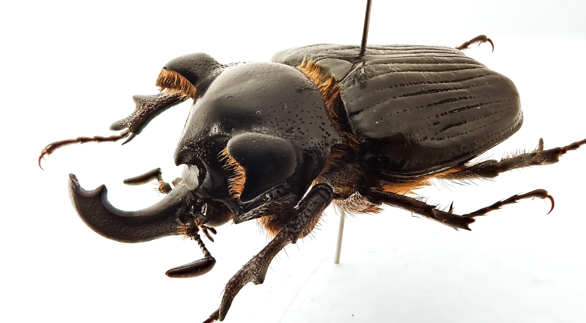 グアテマラ産 珍奇トラハナムグリ Pantodinus klugi ♂ 37mm【標本】