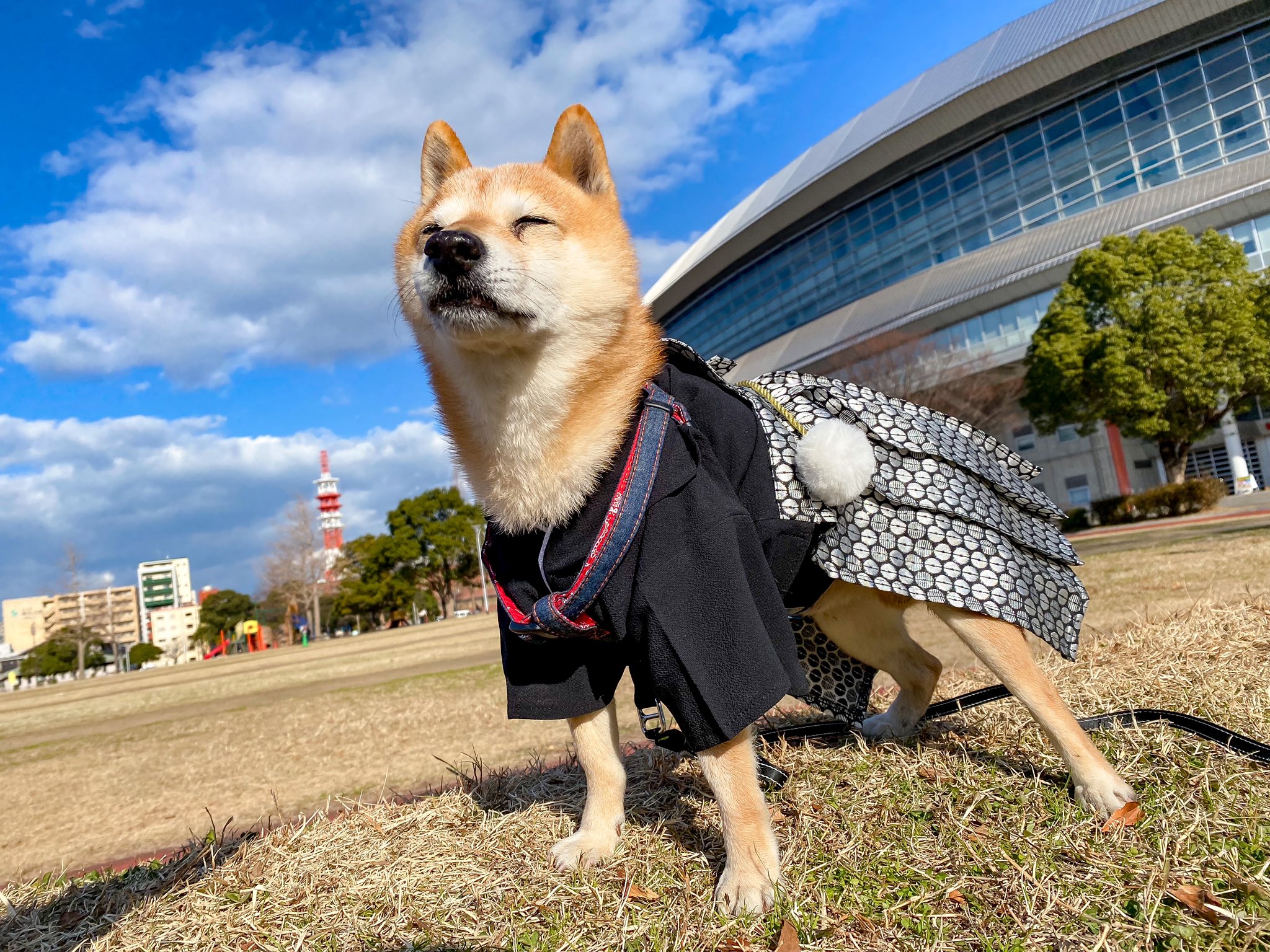 Mie 明けてましたおめでとうございます 三が日は化粧まわしか 袴姿で散歩しております 今年は暖かくて散歩日和 極小豆柴マル 豆柴 柴犬 犬のいる暮らし 犬のいる生活 Happynewyear22 袴 T Co Tyxnpgyu7n Twitter
