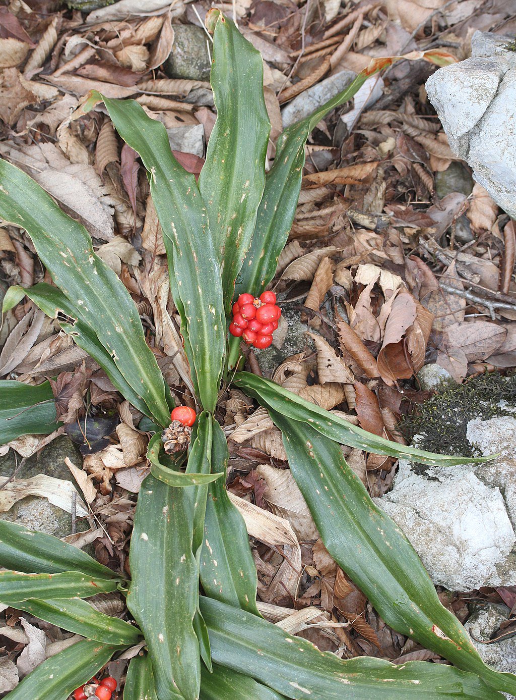 まこんち 2 13迄お休み 本日1 2 日 の誕生花は オモト 万年青 花言葉は 母の愛 長寿 ラジオ深夜便より 写真右上は実になる前のお花 チョイとグロテスクかも お誕生日の方おめでとうございます まこんちは4日 火 迄お休みです