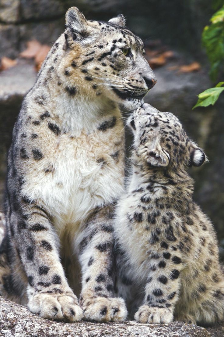 Ирбис кавказский. Дымчатый леопард и снежный барс. Снежный барс ирбис. Ирбис детеныш. Потомство снежного барса.