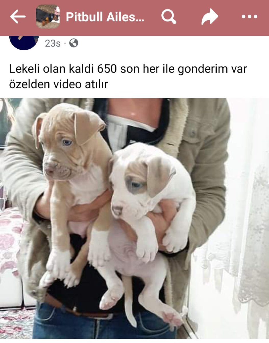 VadininGunlugu's tweet photo. Kanunda satışı yasak olan ırkların, Facebook'ta satışlarının devam ettiğini biliyor musunuz? Güncel resimler bunlar. Ama olsun, biz sokak köpeklerini toplayalım, dağa taşa atalım, öldürelim, değil mi? #barınaktaoelueyoruz https://t.co/31CCHB5CAQ