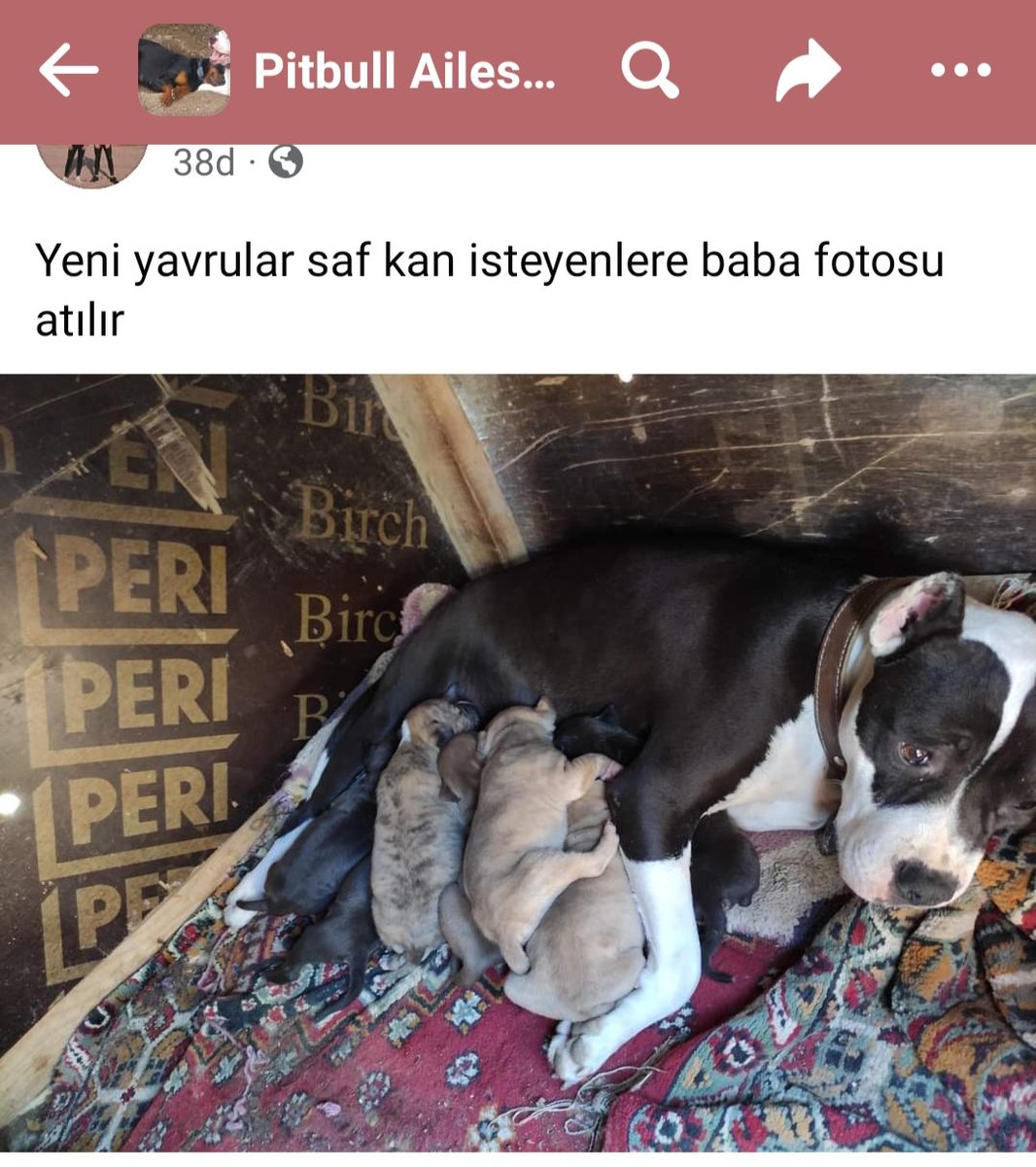 VadininGunlugu's tweet photo. Kanunda satışı yasak olan ırkların, Facebook'ta satışlarının devam ettiğini biliyor musunuz? Güncel resimler bunlar. Ama olsun, biz sokak köpeklerini toplayalım, dağa taşa atalım, öldürelim, değil mi? #barınaktaoelueyoruz https://t.co/31CCHB5CAQ