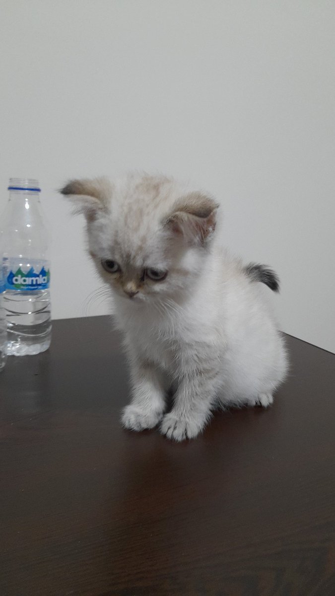 Thenorth tweet media