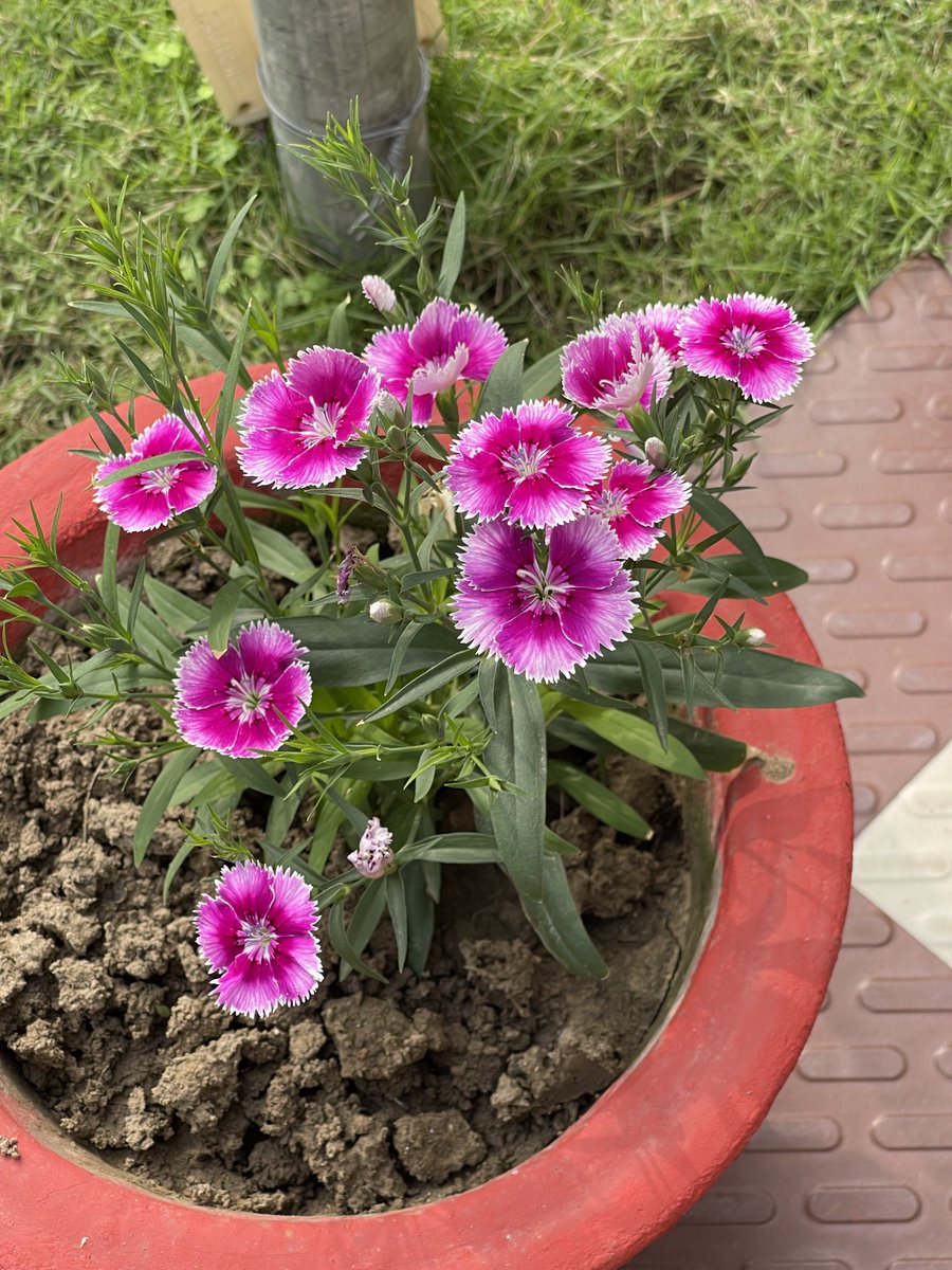 sanjayjavin's tweet photo. the #joysofwinter. https://t.co/qN5gLbdljm