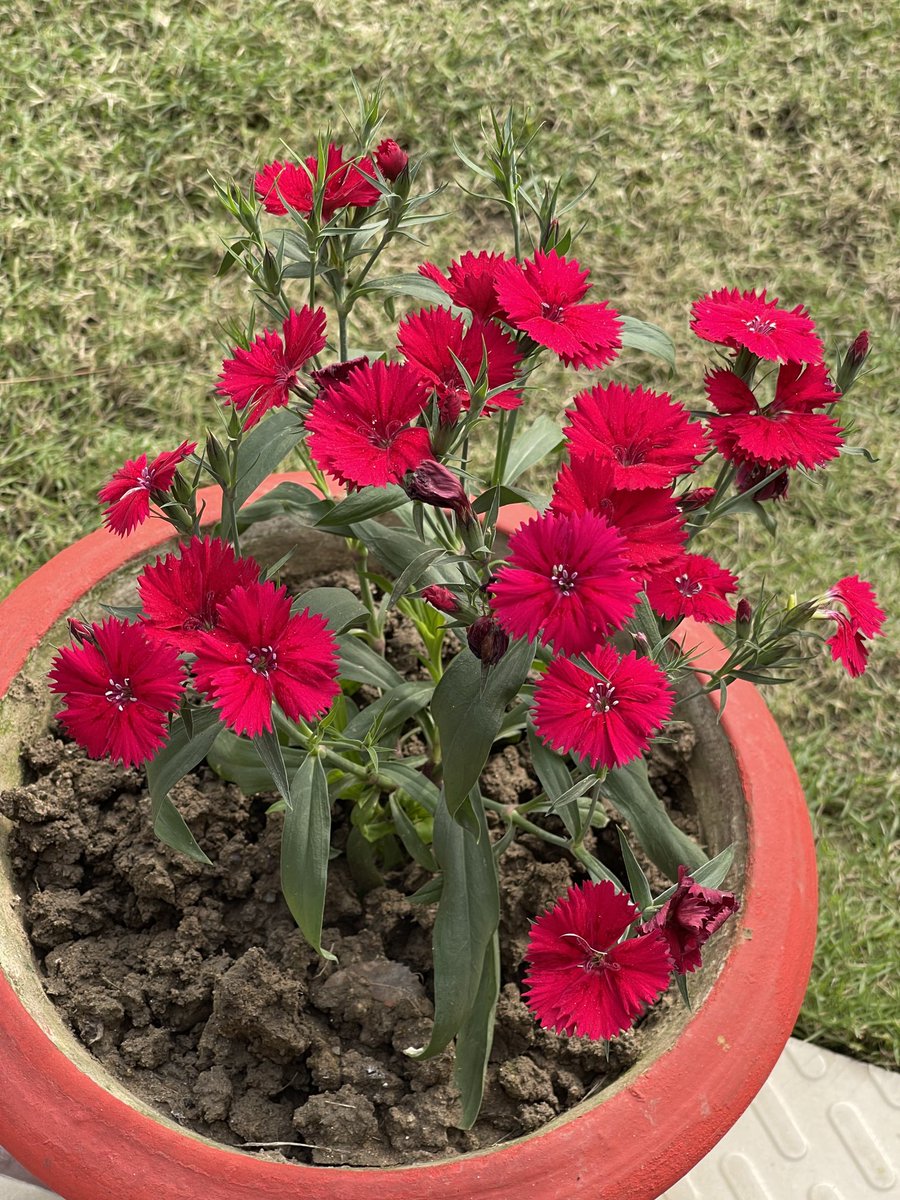 sanjayjavin's tweet photo. the #joysofwinter. https://t.co/qN5gLbdljm