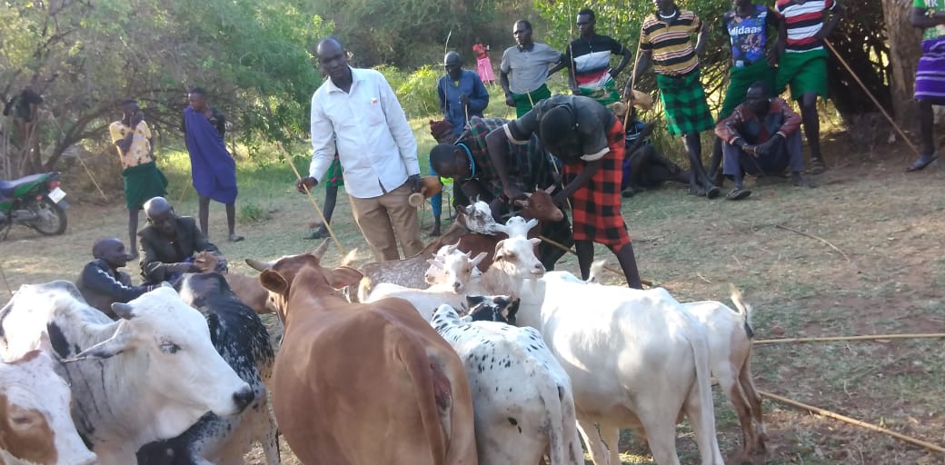 PEACEIII_'s tweet photo. Handing over of recovered stolen livestock in Lotukum, West Pokot County. This is one of the fruits of the Chiefs' Forum. https://t.co/5GuO3ZQi3p
