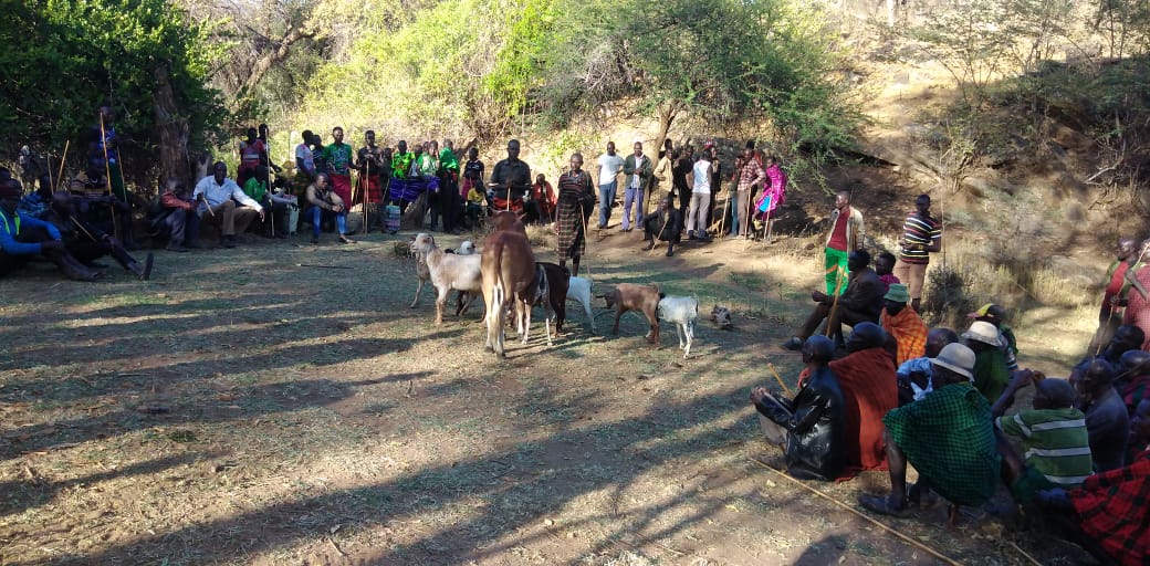 PEACEIII_'s tweet photo. Handing over of recovered stolen livestock in Lotukum, West Pokot County. This is one of the fruits of the Chiefs' Forum. https://t.co/5GuO3ZQi3p