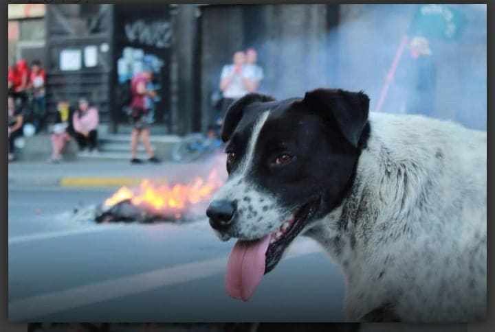 #OtD 2 Jan 2020 El Vaquita, a street dog who'd joined protestors in confrontations with the police, wouldn't allow himself to be adopted, even though he'd been shot. So, the people of Antofagasta, Chile, staged a fake protest to lead the dog to the vet.