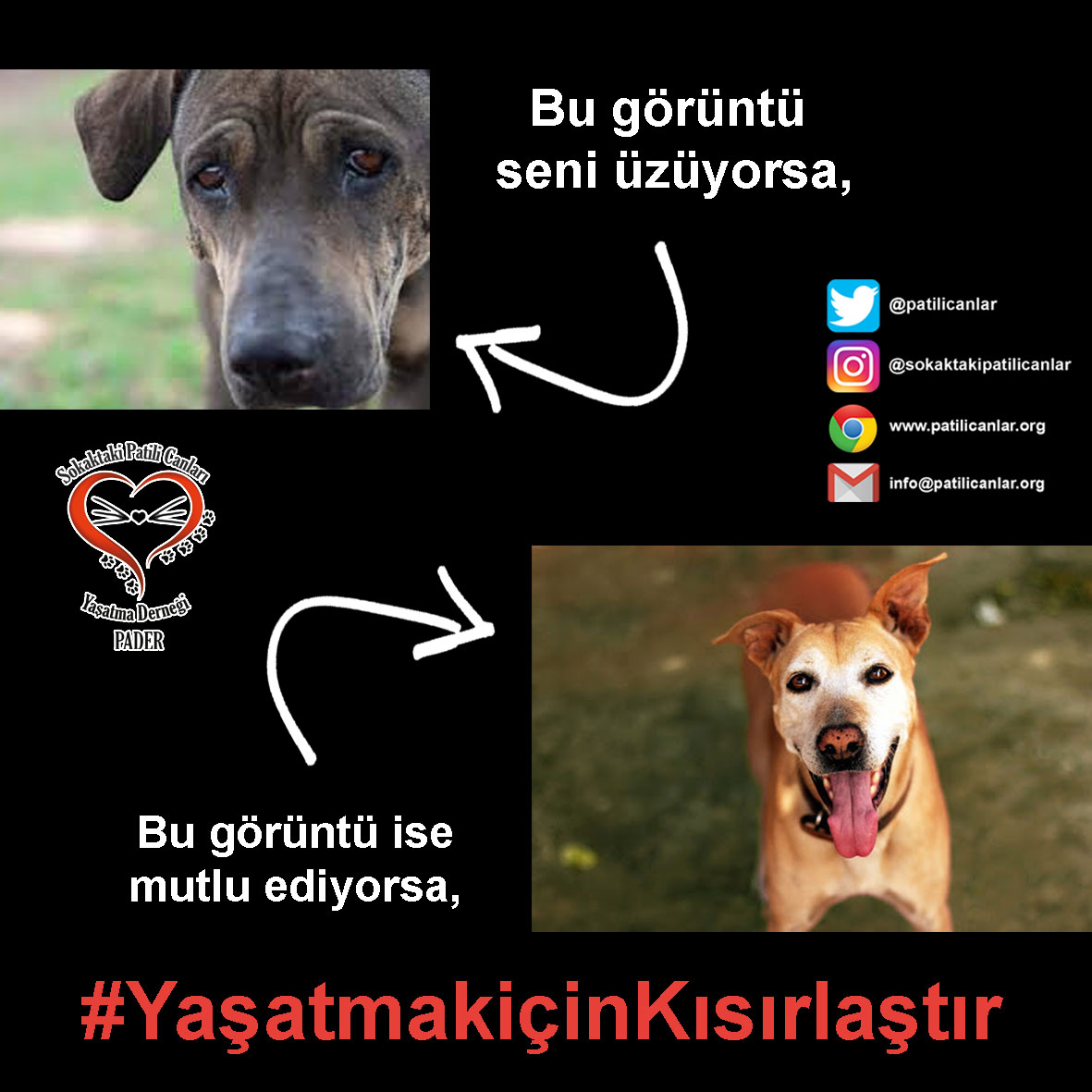 Kısırlaştırma Seferberliği BAŞLATILSIN!