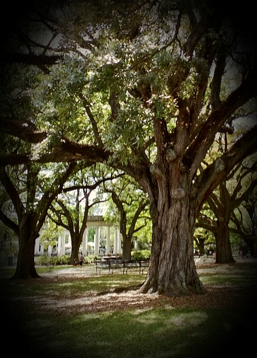 NHand64's tweet photo. New artwork for sale! - "Majestic Oak" - https://t.co/xGRezt976s @fineartamerica https://t.co/vT3XRPdYdA