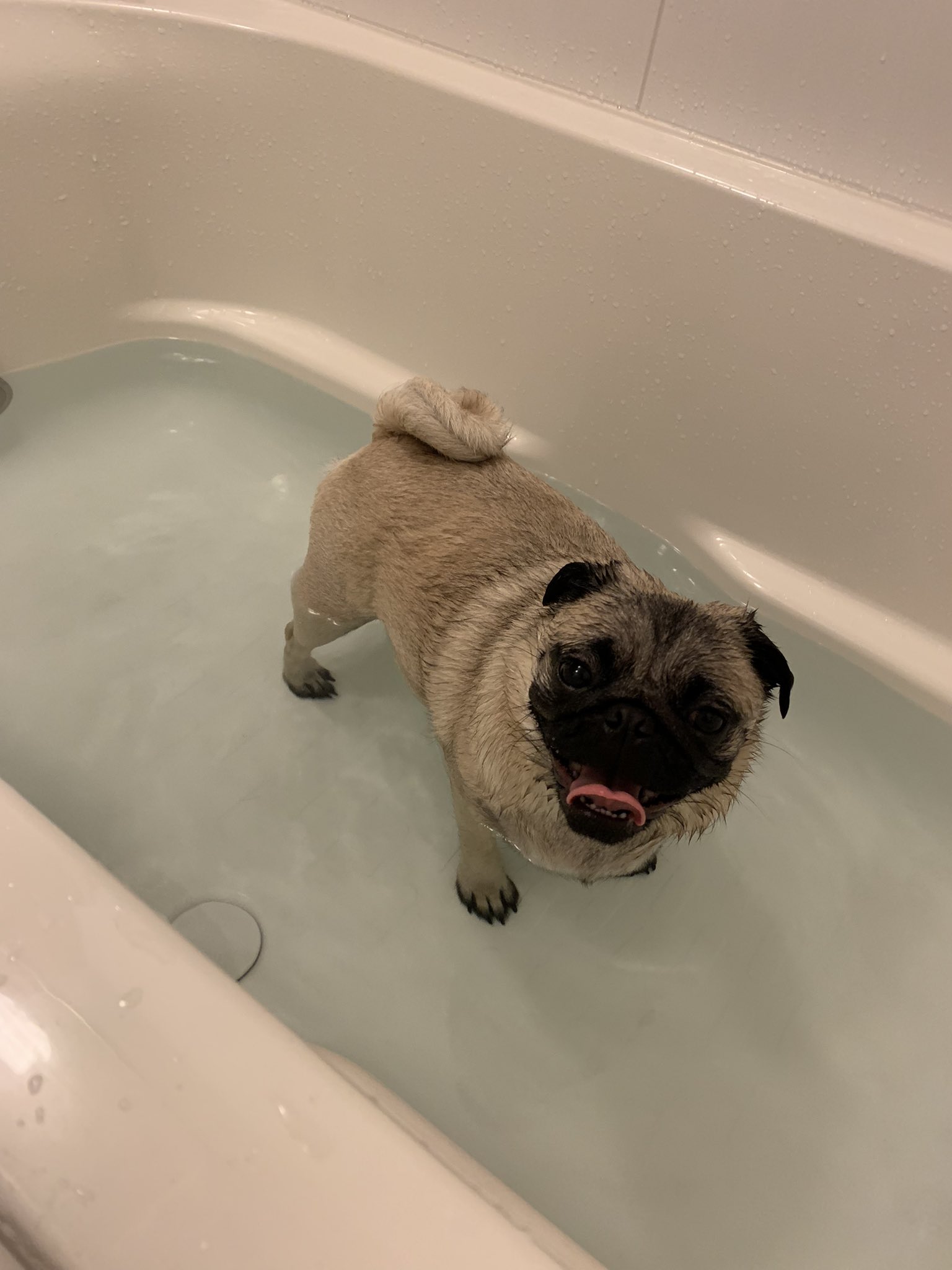 これパグ通り Kurumi Pug Twitter