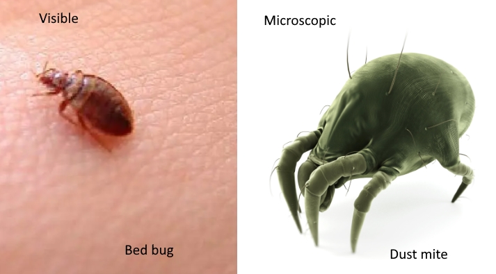 Ο χρήστης ALK στο Twitter: "#Didyouknow that house dust mites are not the  same as bed bugs! These are completely different creatures. Unlike dust  mites, bed bugs can be seen plainly by