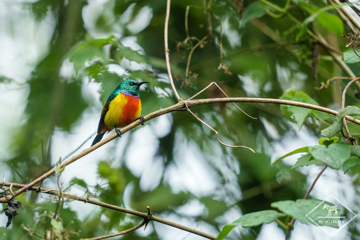 BlogMyWildlife's tweet photo. [BONNE ANNEE &amp; OUGANDA] Avant tout, je vous souhaite une très belle année 2022 pleine de respect pour la nature et de belles rencontres naturalistes. Quoi de mieux que de démarrer l'année par un article sur mon récent voyage en Ouganda https://t.co/feQ6XcBV7X 😉 https://t.co/ArAs9XPenJ