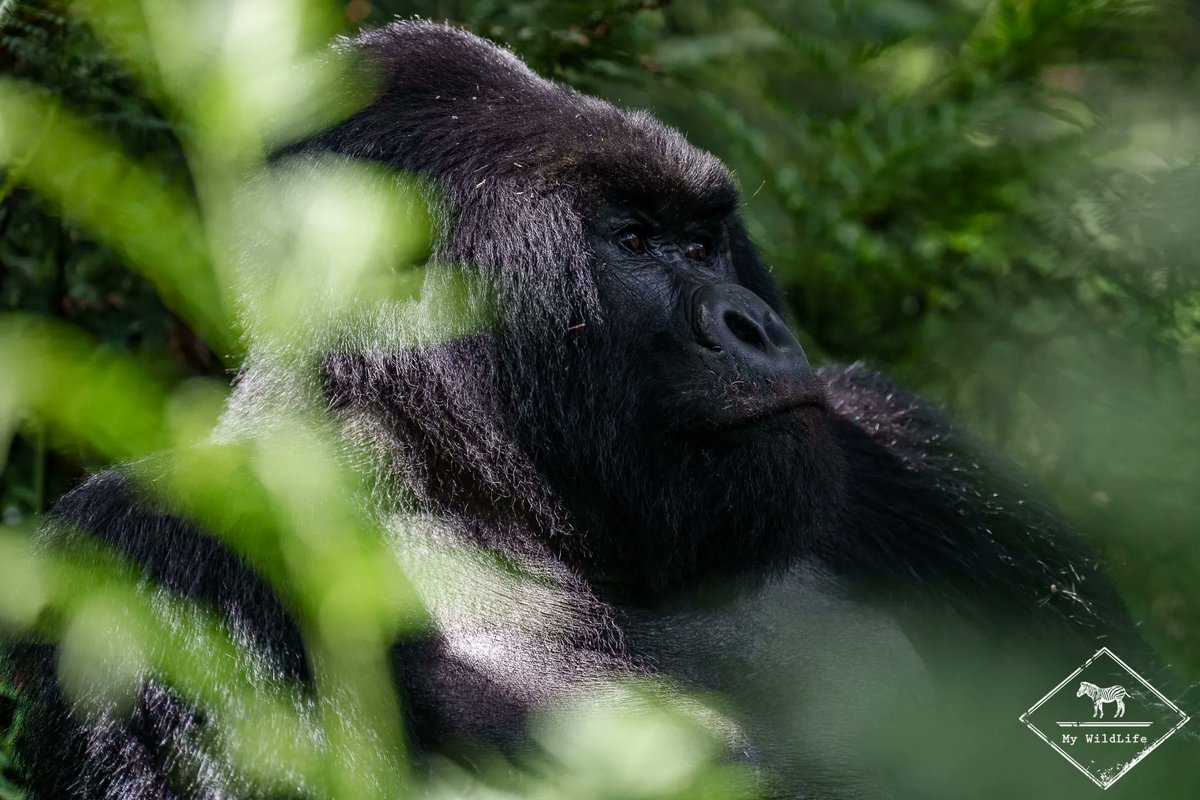 BlogMyWildlife's tweet photo. [BONNE ANNEE &amp; OUGANDA] Avant tout, je vous souhaite une très belle année 2022 pleine de respect pour la nature et de belles rencontres naturalistes. Quoi de mieux que de démarrer l'année par un article sur mon récent voyage en Ouganda https://t.co/feQ6XcBV7X 😉 https://t.co/ArAs9XPenJ