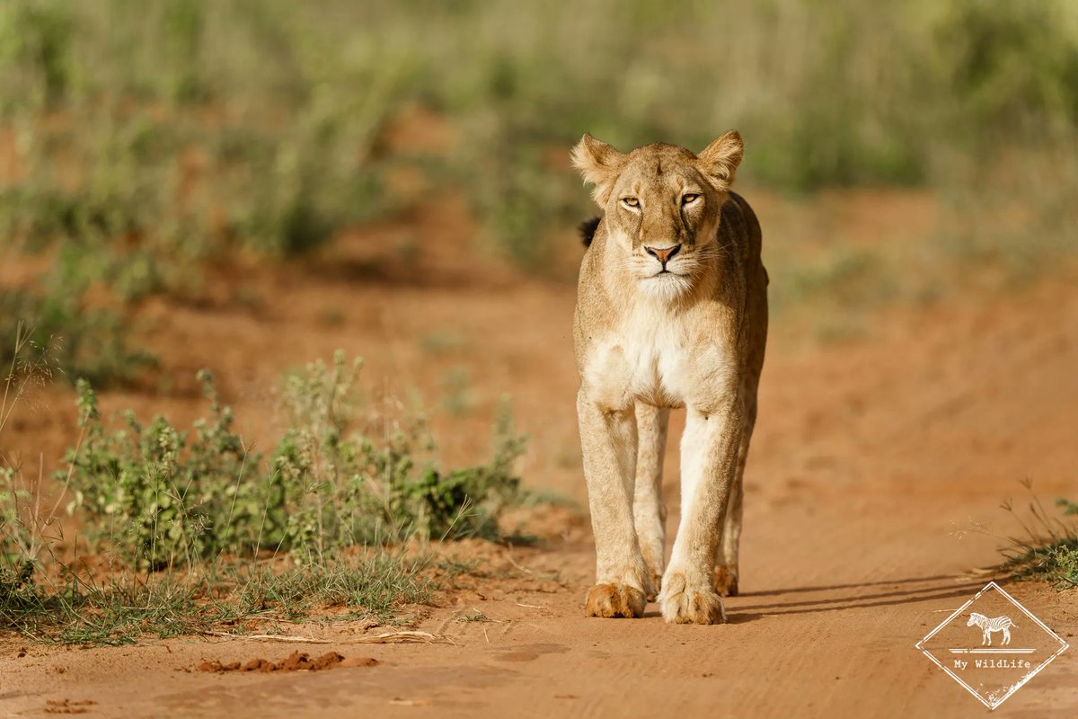 BlogMyWildlife's tweet photo. [BONNE ANNEE &amp; OUGANDA] Avant tout, je vous souhaite une très belle année 2022 pleine de respect pour la nature et de belles rencontres naturalistes. Quoi de mieux que de démarrer l'année par un article sur mon récent voyage en Ouganda https://t.co/feQ6XcBV7X 😉 https://t.co/ArAs9XPenJ