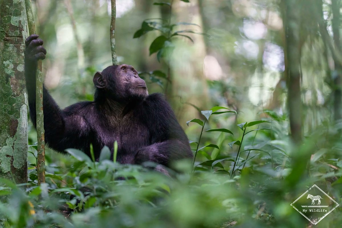 BlogMyWildlife's tweet photo. [BONNE ANNEE &amp; OUGANDA] Avant tout, je vous souhaite une très belle année 2022 pleine de respect pour la nature et de belles rencontres naturalistes. Quoi de mieux que de démarrer l'année par un article sur mon récent voyage en Ouganda https://t.co/feQ6XcBV7X 😉 https://t.co/ArAs9XPenJ