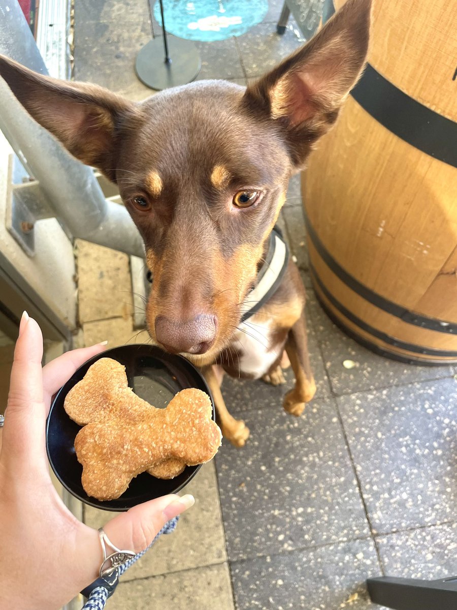 courtzfowler's tweet photo. Coopy bear couldn’t believe there was a menu designed just for doggos 🐶

“I rate this place 5 Michelin paws. Now order me a mutt shake please mummy.” 🐾🐾🐾🐾🐾 #UnionKitchen #MindarieQuays #perthisok https://t.co/9zHMuBzqnz